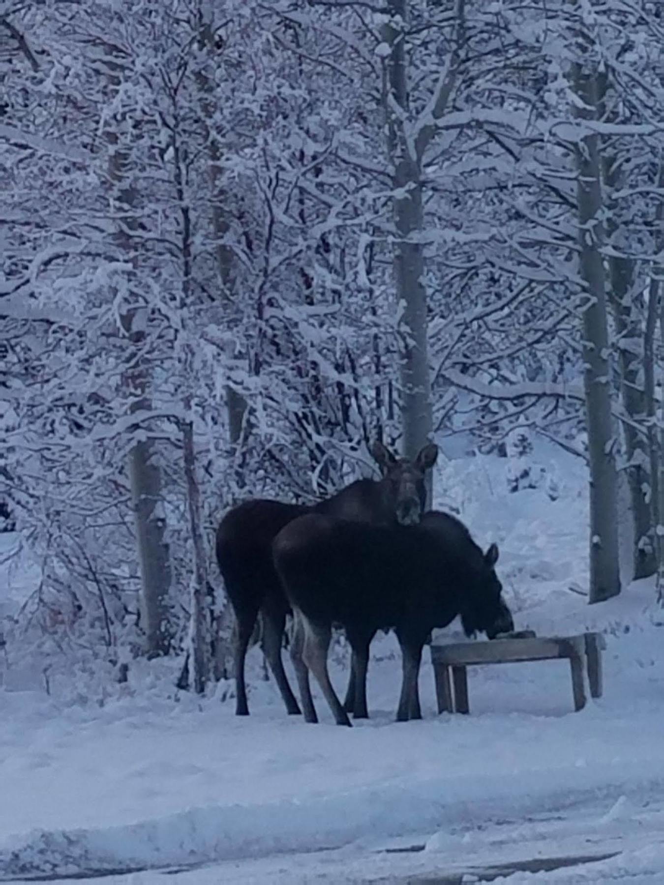 Denali Touch Of Wilderness B&B Хили Экстерьер фото