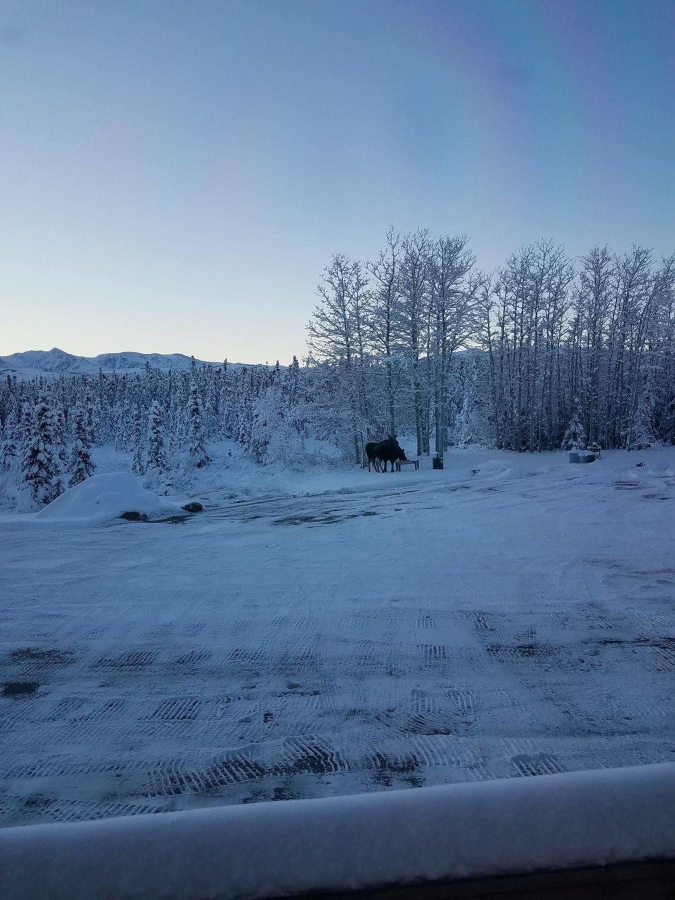 Denali Touch Of Wilderness B&B Хили Экстерьер фото
