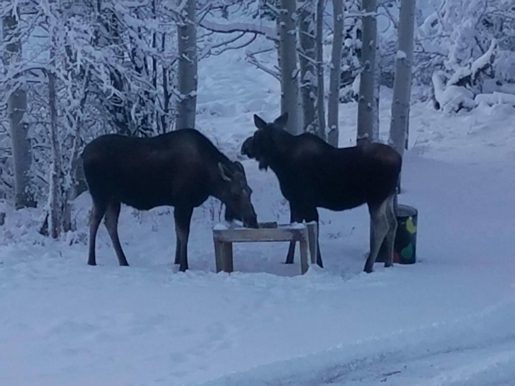 Denali Touch Of Wilderness B&B Хили Экстерьер фото